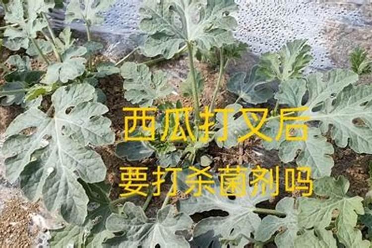 西瓜不甜怎么回事,谢谢