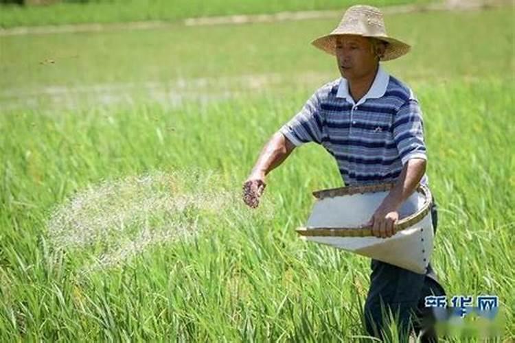 西瓜什么时间种植最好 用什么肥料产量高