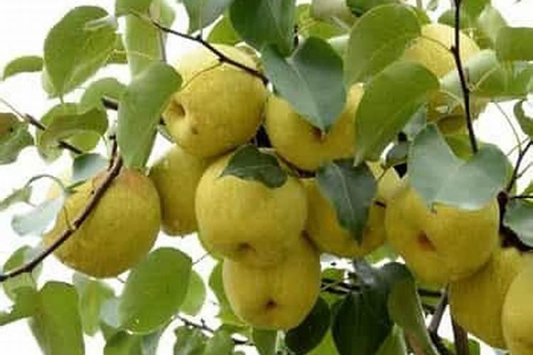 园艺师教学系列之:月季长花苞后的施肥方法
