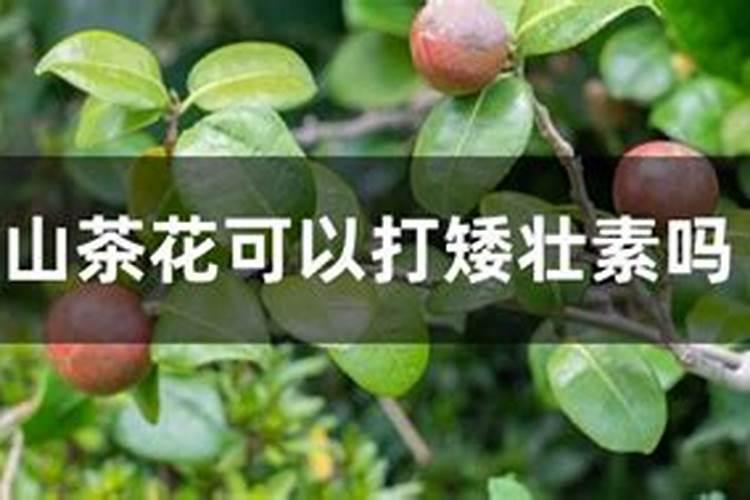 茶花施肥过度叶子有些焉了要用什么方法能够救活她？