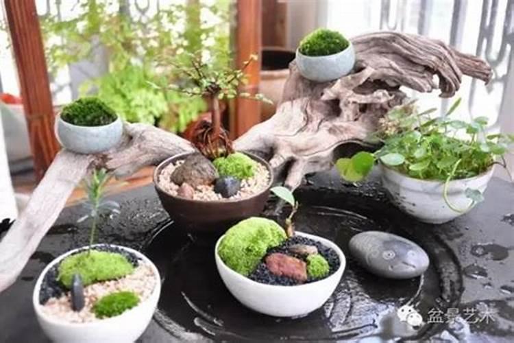 茶花施肥过度叶子有些焉了要用什么方法能够救活她？