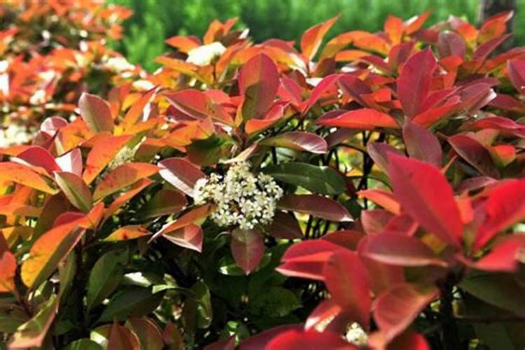 ﻿药用植物叶面追肥技巧