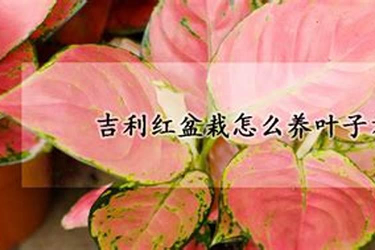 ﻿药用植物叶面追肥技巧