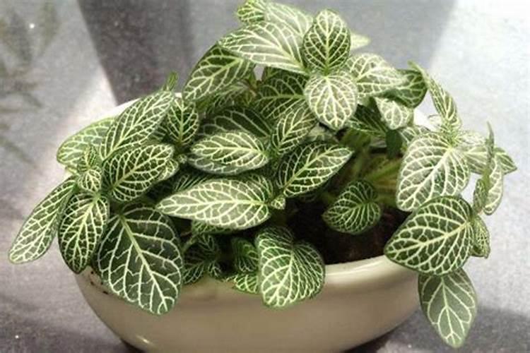 氮磷钾的作用分别是什么,氮磷钾复合肥用于哪些花