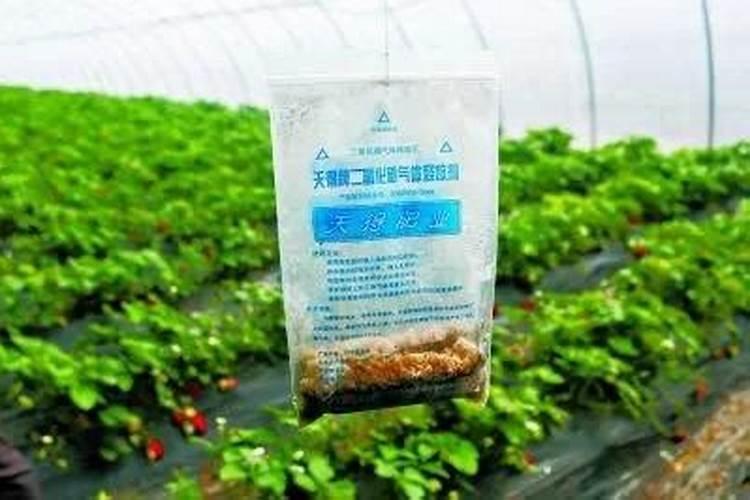 为什么家里种植的樱桃树不结果