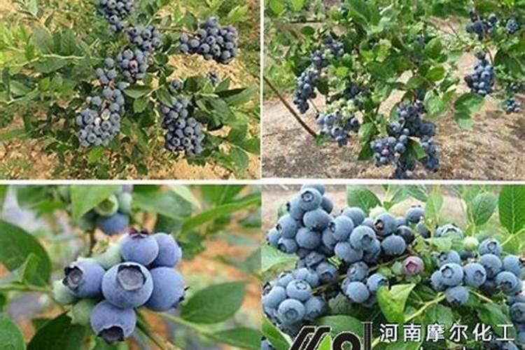 蓝莓施什么肥最好