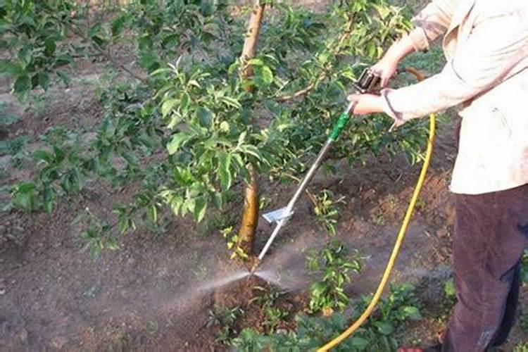 苹果树花期施肥方法