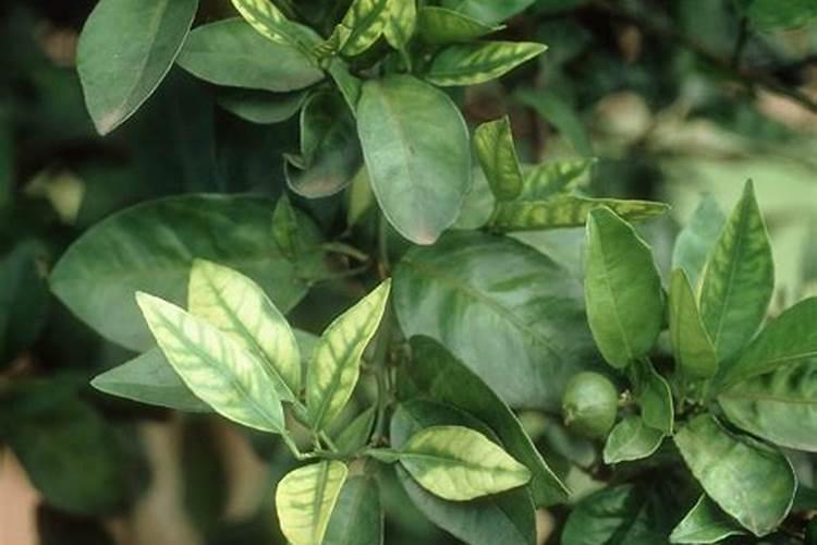 锌肥过量怎么办