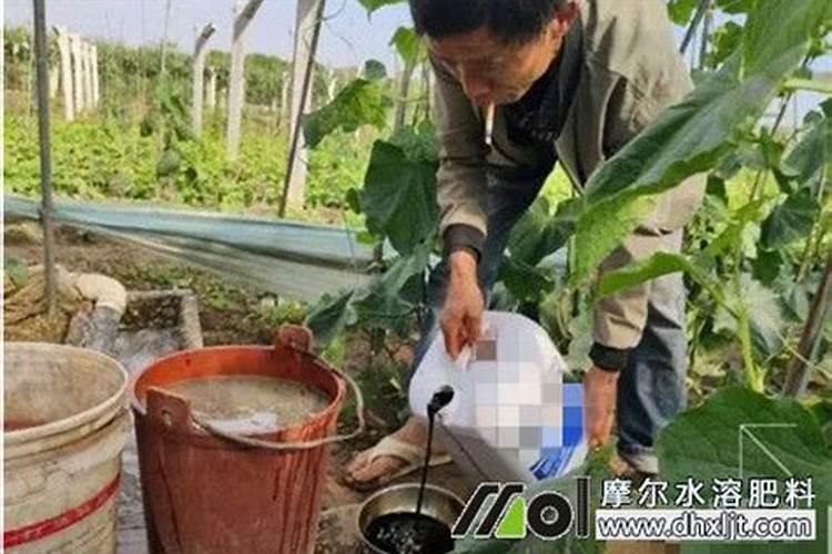 茱萸是怎样的植物？和艾蒿一样吗？