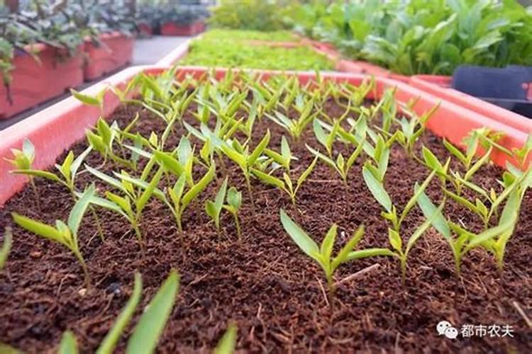 种菜用什么肥料最好