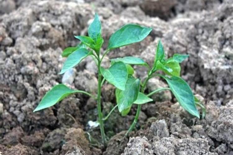 3月可以种植什么蔬菜