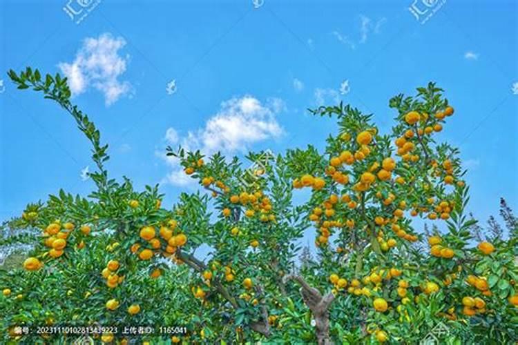 发财树的所有枝叶都剪掉了,还能在发芽吗？