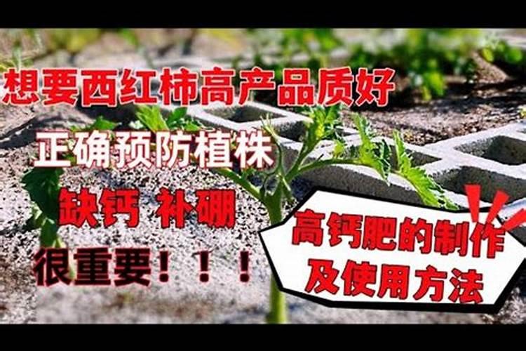 西红柿施什么肥最好