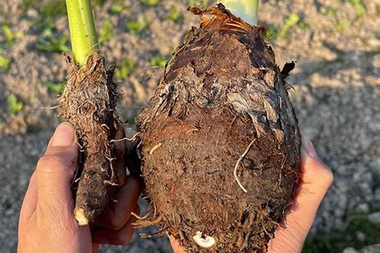 槟榔芋可以在五一之后种植不？可以提前育苗不？