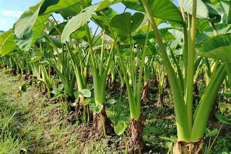 芋头怎样种植才高产