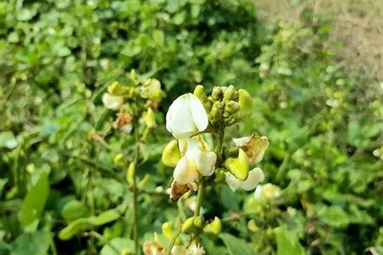 黄豆盛花期可不可以打叶面肥,大,黄豆开花期,能不能打叶面肥？