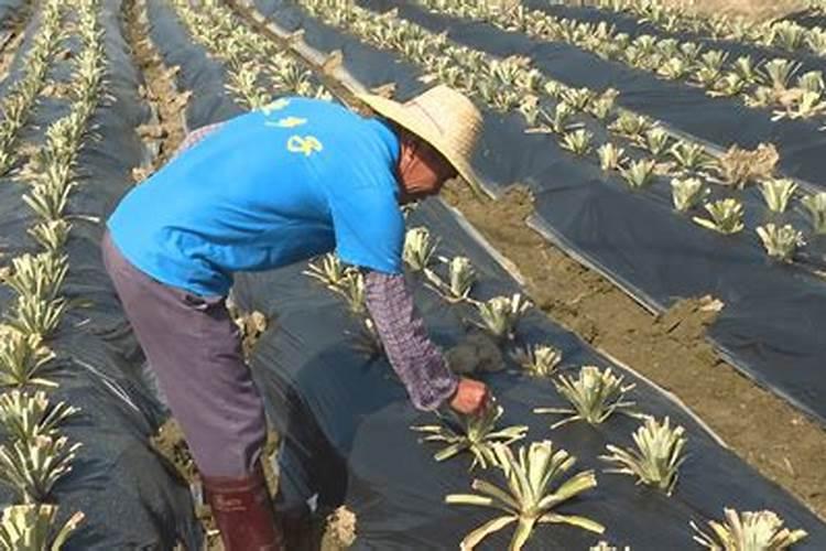 大量元素水溶肥知名品牌有哪些？