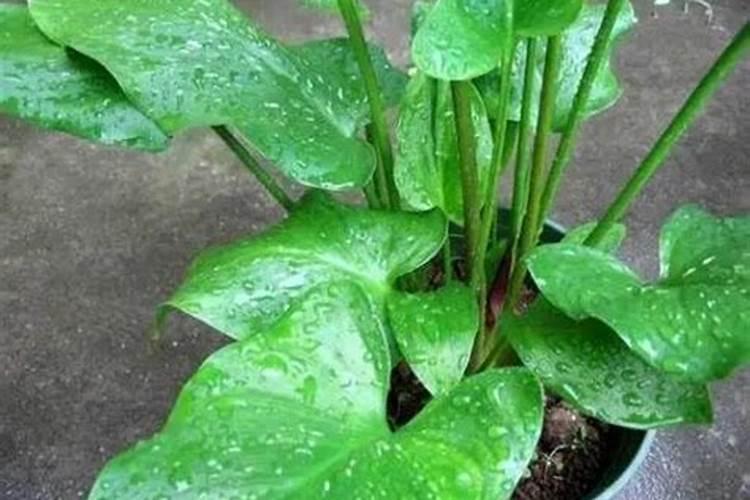 怎么学习花卉盆景的种植技术？