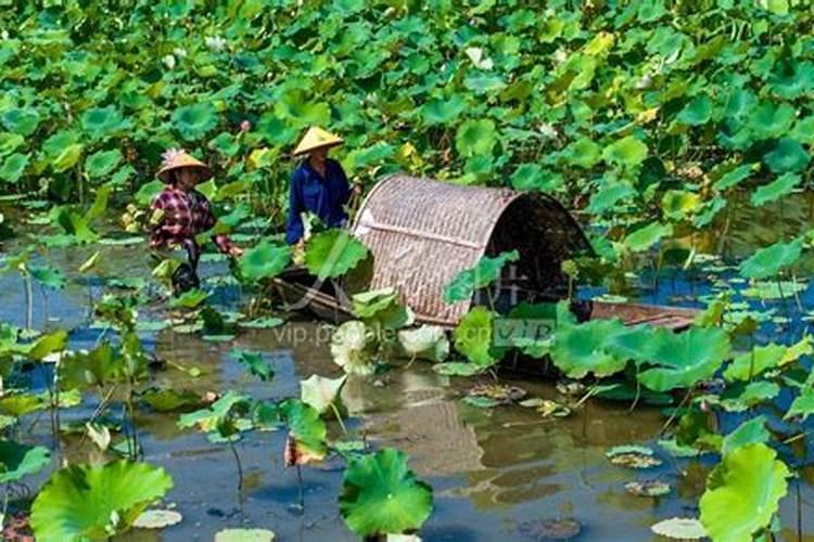泥土颜色为红色,干燥时很硬,遇水后又很黏,这种土能种菜吗？怎样改良？