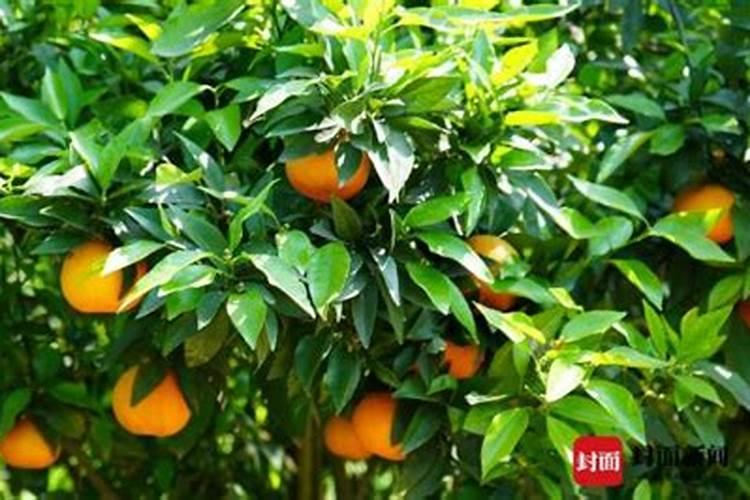 种大蒜用什么肥料做底肥最好