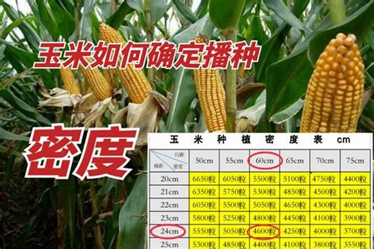 玉米种植技术与管理施肥