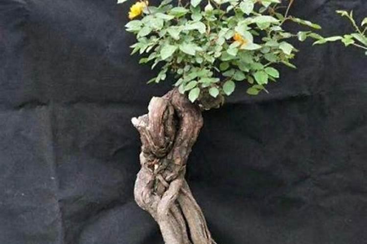 筒篙的种植方法与时间