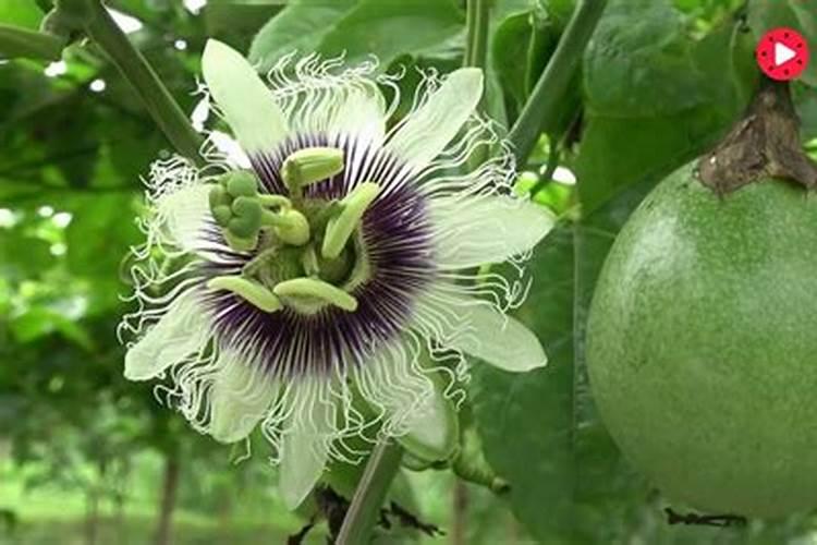 百香果什么时候施肥 种植百香果什么时间施肥最好