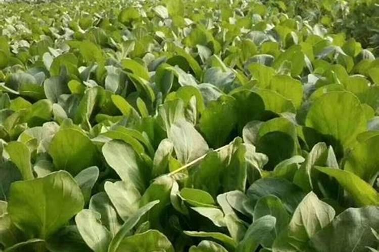 豌豆什么时候种植最好