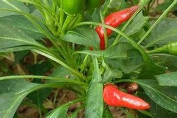 辣椒用什么肥料才能高产 种辣椒用什么肥料高产
