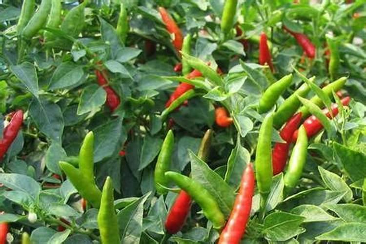 辣椒开花结果期用什么肥料