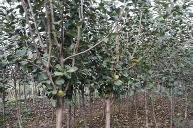 油菜施什么样的硼肥最好
