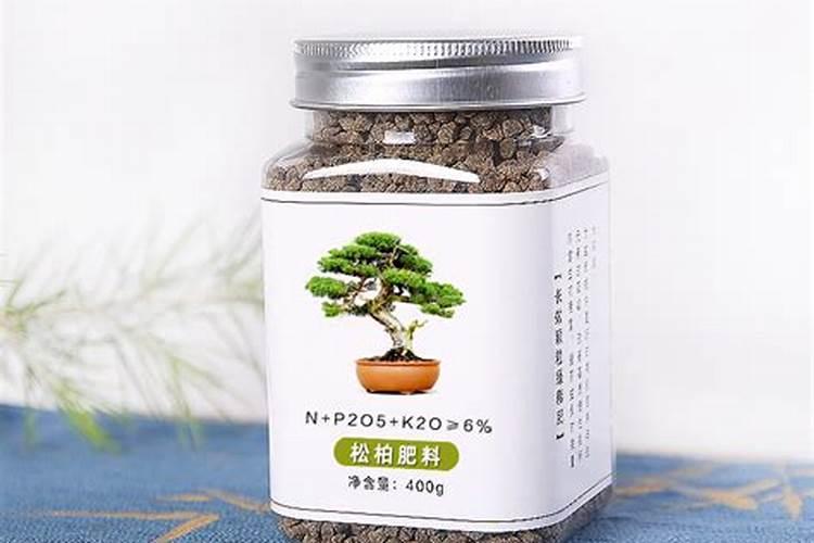 黑松盆景的养殖方法和注意事项