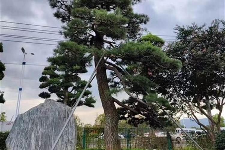 新买回来的黑松怎么养