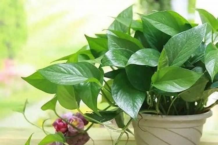花叶子发黄可以施肥吗(花叶子黄了用什么肥料)