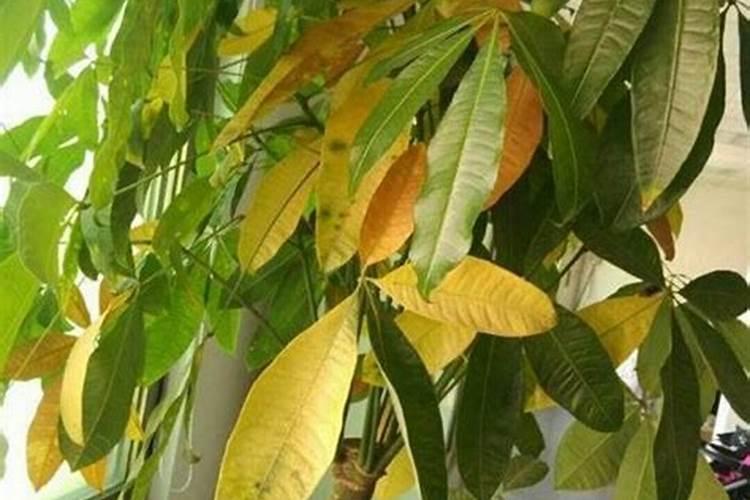 花叶子发黄缺什么肥料(花叶子发黄是缺水还是浇水太多)