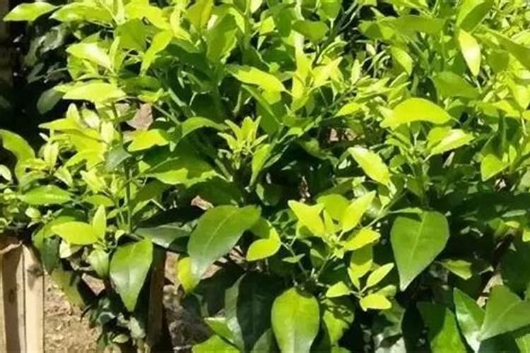促进枝条老熟用什么药