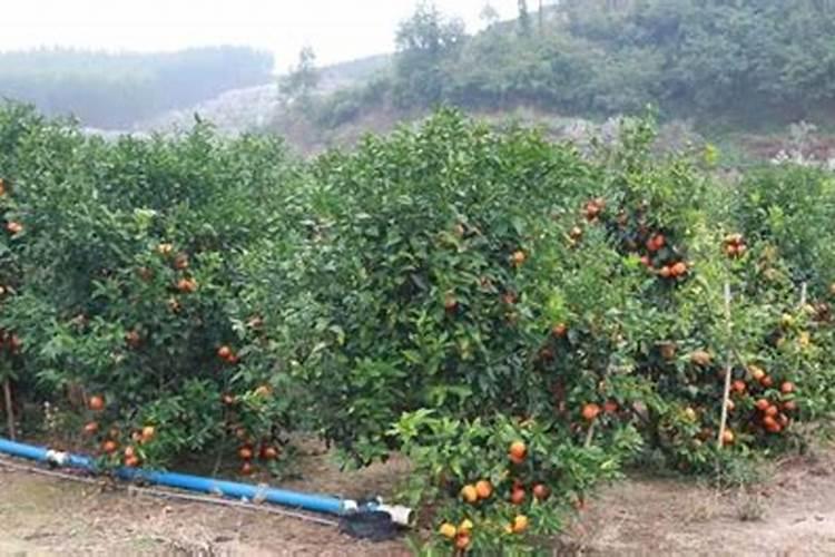 请问,土豆跟烂是什么病