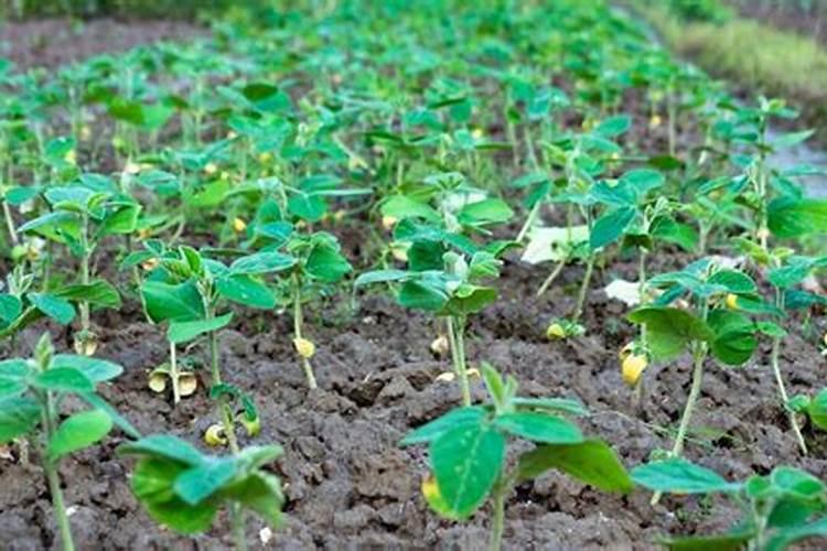 黄豆施什么肥比较好