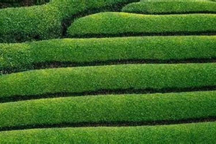 中国哪里适合种植辣木树？