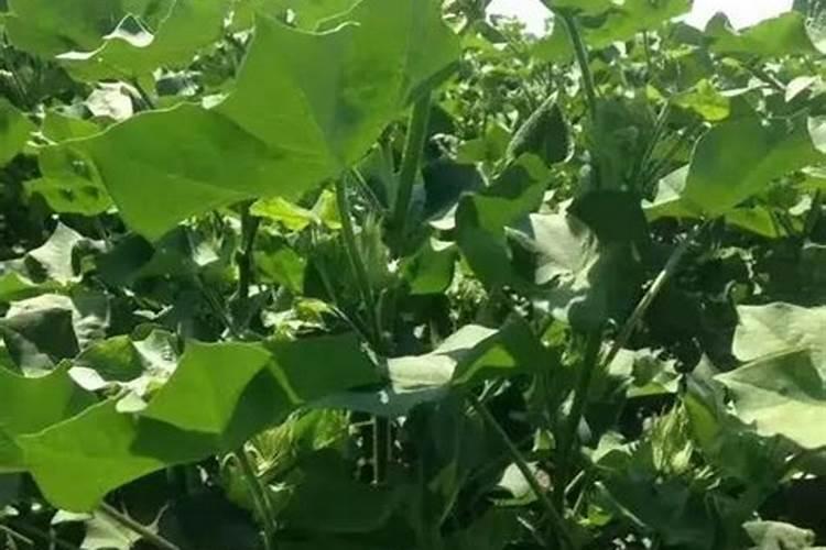 硫酸钾属于什么肥料