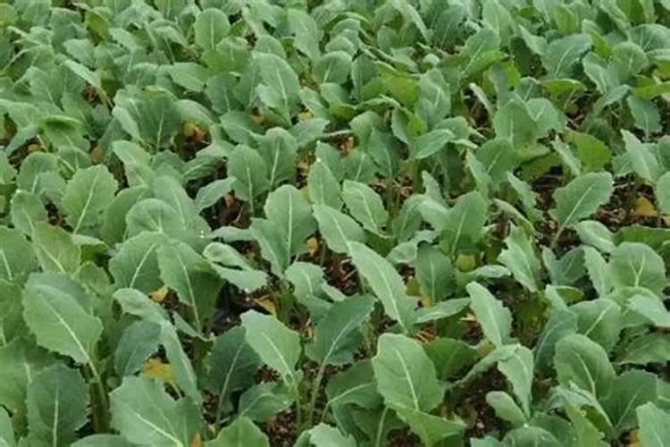 棉花在各生长阶段需要什么肥料