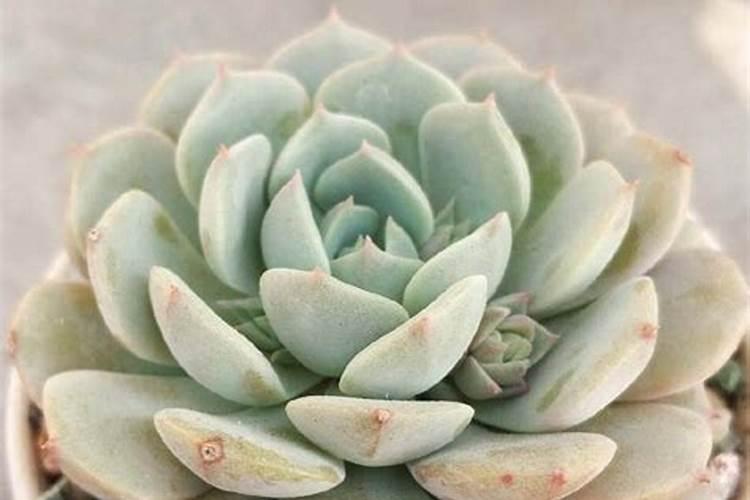 盆栽多肉植物施什么肥,该如何施肥