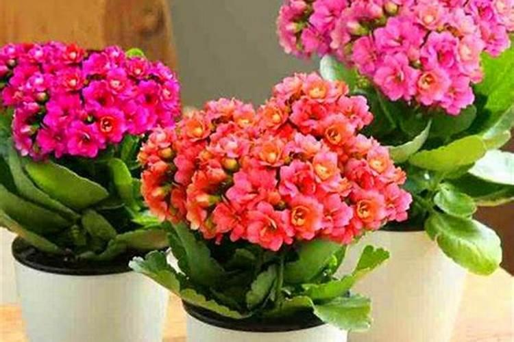 长寿花枝插移栽后施什么肥？