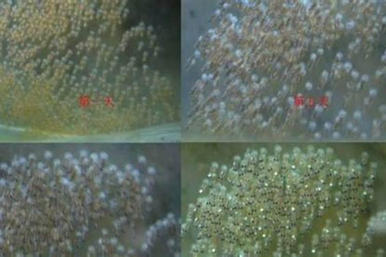 油菜施用硼肥的方法有哪些