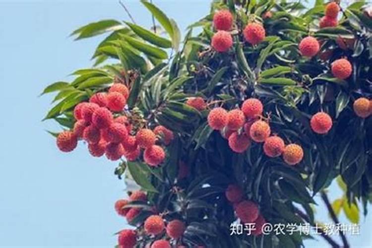 荔枝施什么肥料最好