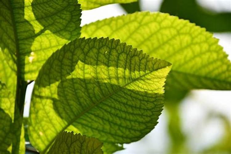 种植粉葛放肥水好？还是放肥好？