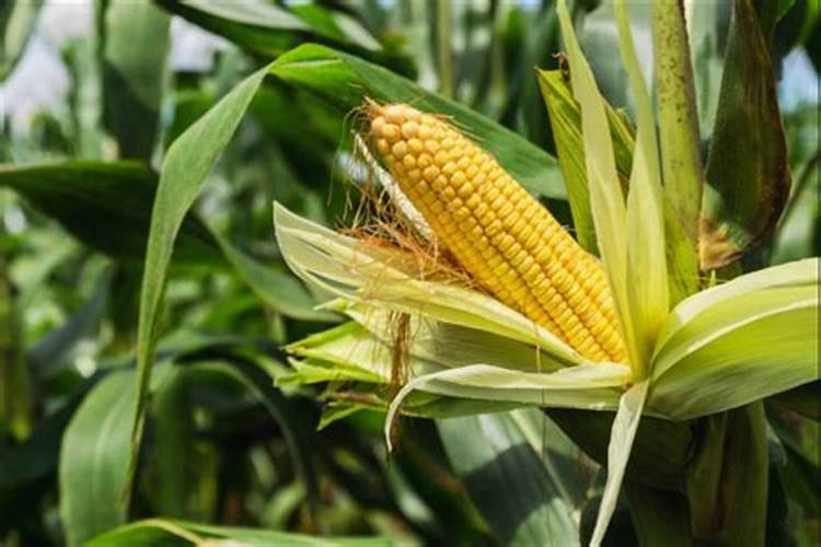 种草莓用什么肥料好 种草莓应该用什么肥料