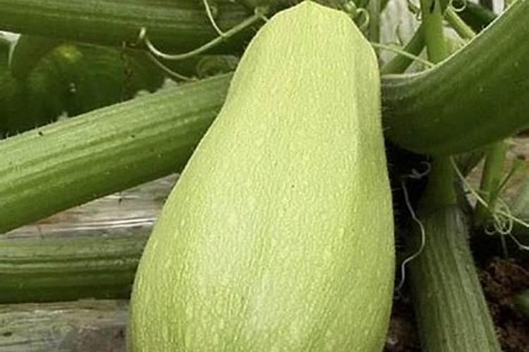 丝瓜浇什么肥料合适