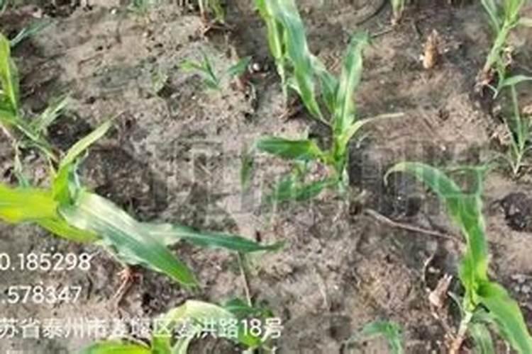 怎么让草莓苗又粗又壮