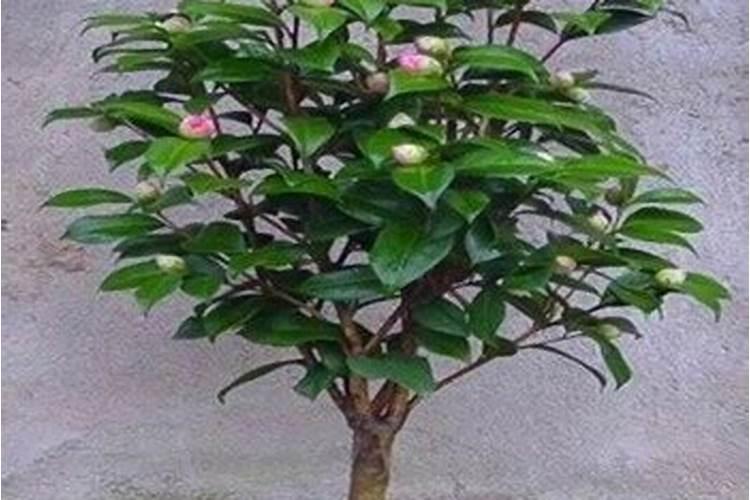 茶花和月季哪个好养